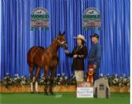 TD Dance N The Zone 2010 APHA Reserve World Champion Amateur SPB Weanling Mare